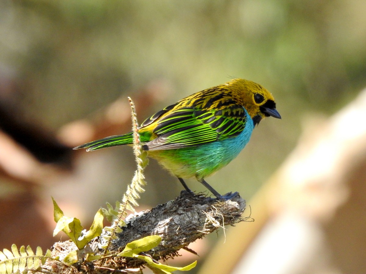 Gilt-edged Tanager - ML644603454