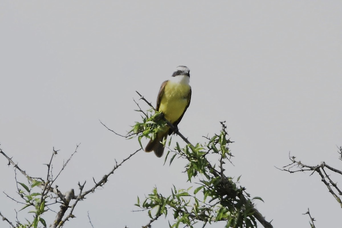 storkiskadi - ML644603469