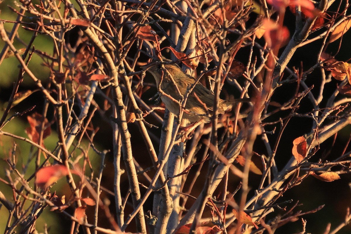 Nelson's Sparrow (Interior) - ML644603472