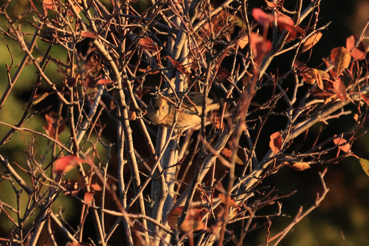 Nelson's Sparrow (Interior) - ML644603473