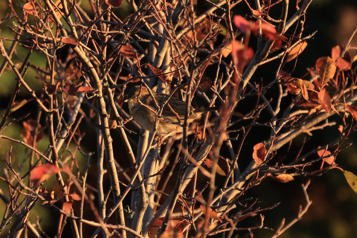 Nelson's Sparrow (Interior) - ML644603474