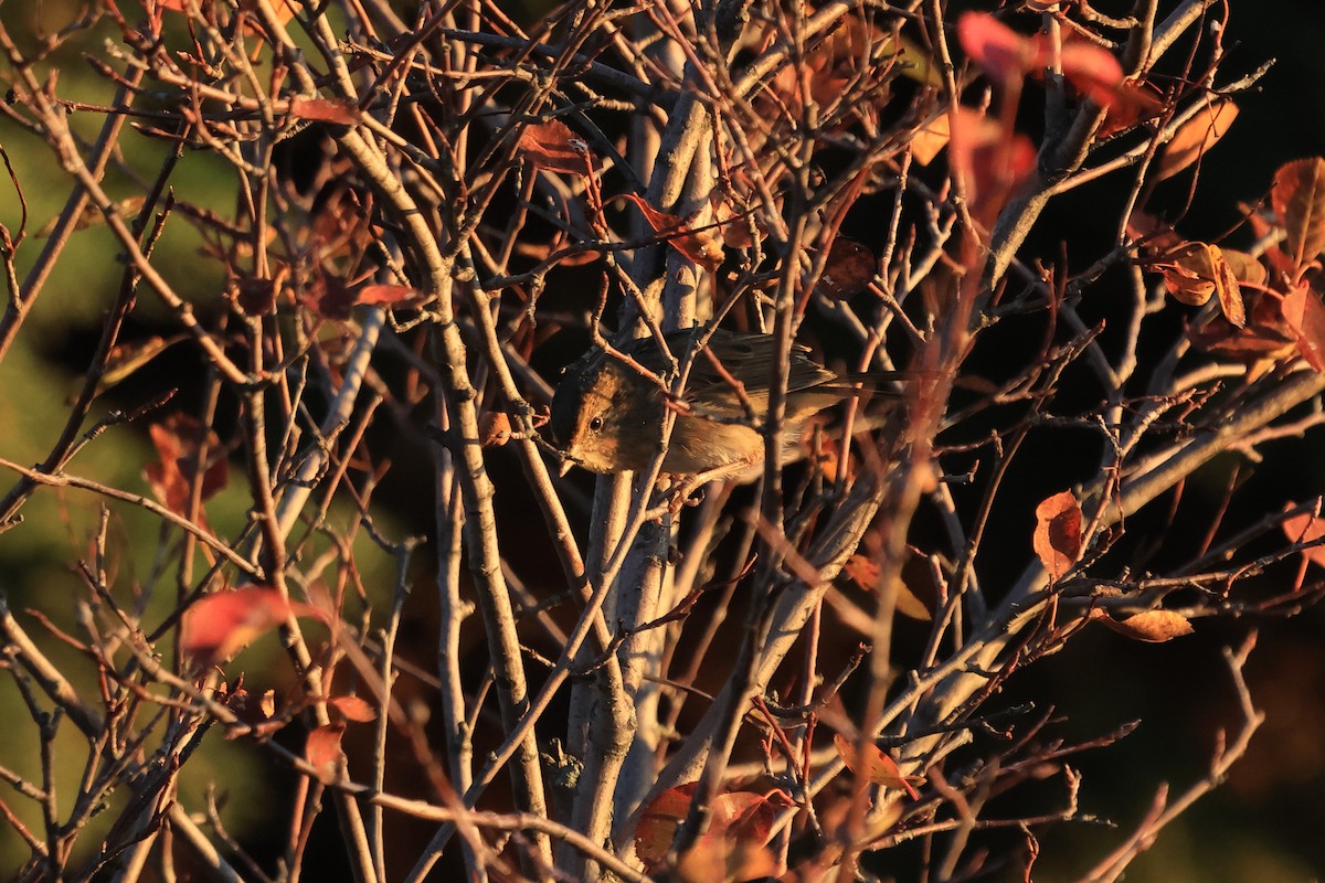 Nelson's Sparrow (Interior) - ML644603475