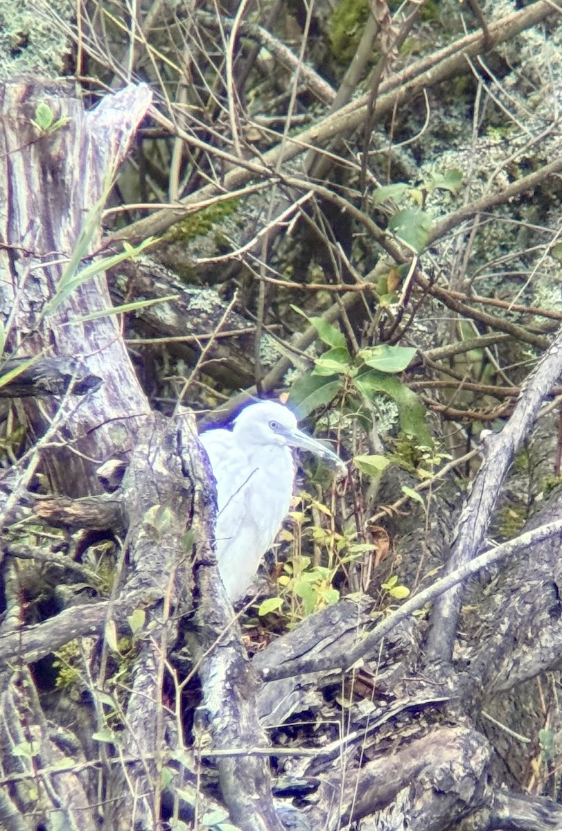 Little Blue Heron - ML644603479