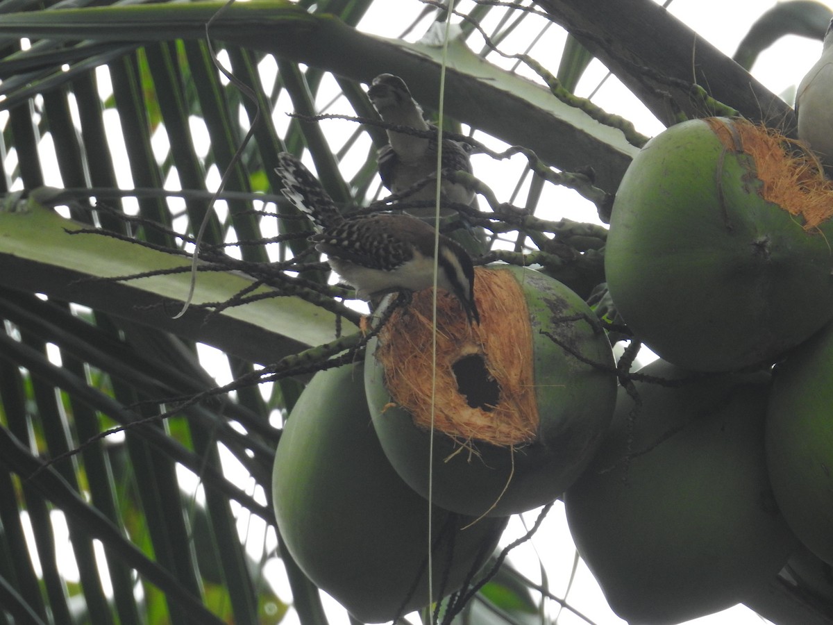 Rufous-backed Wren - ML644603483