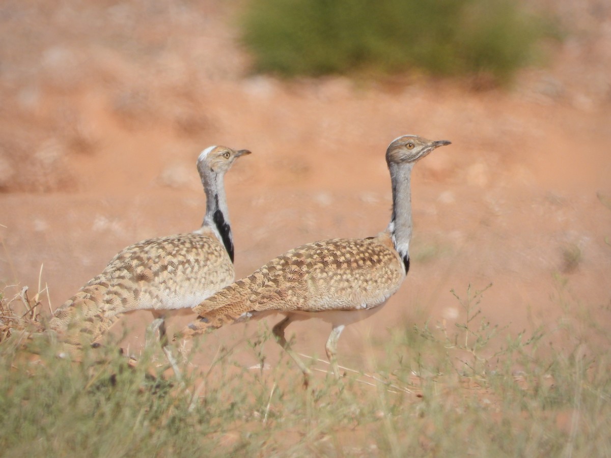 Saharakragentrappe - ML644603513