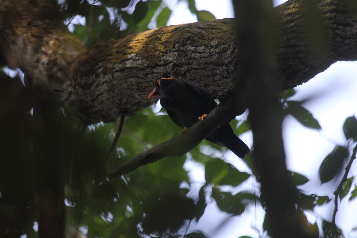 Common Hill Myna - ML644603518