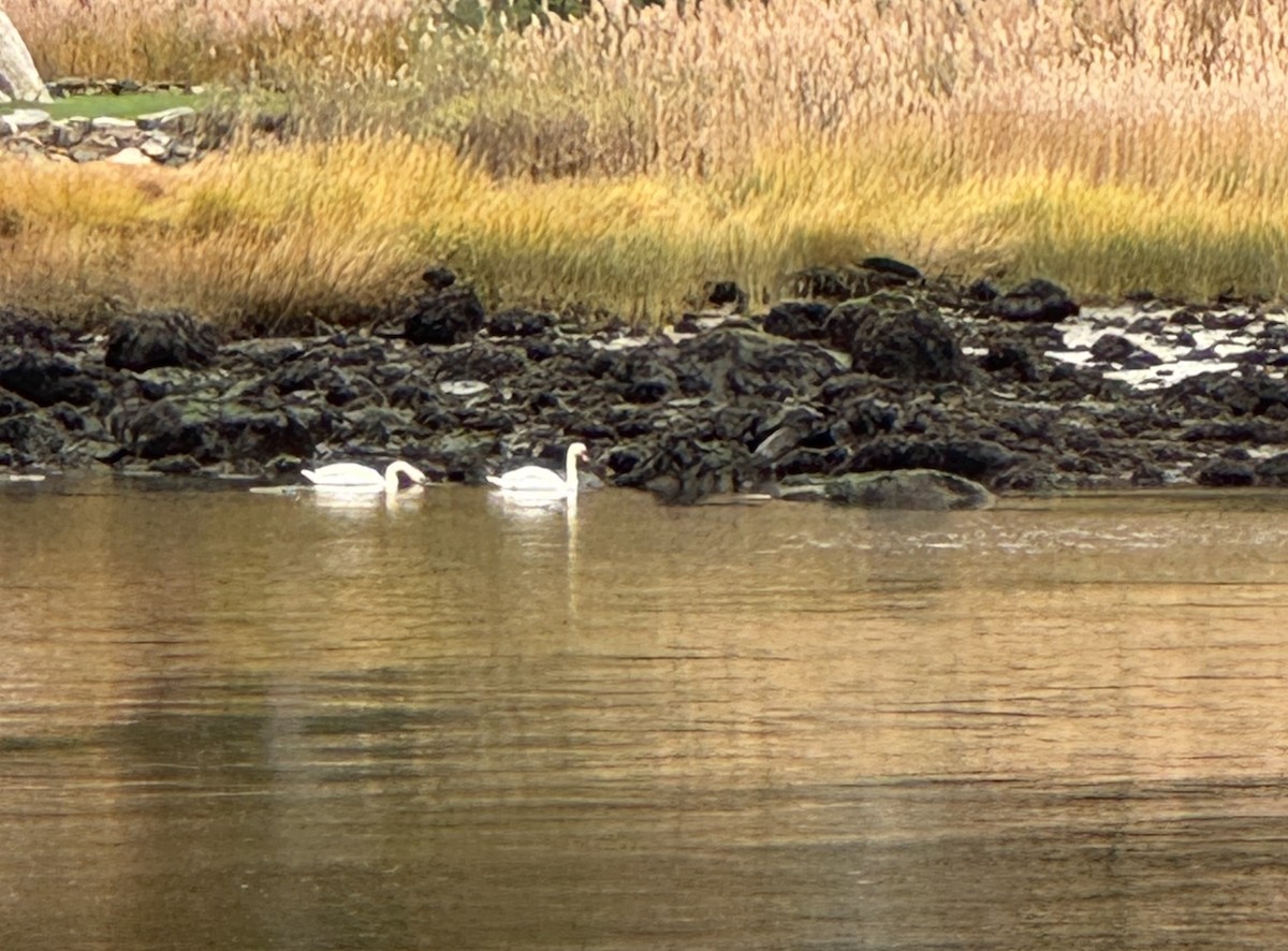 疣鼻天鵝 - ML644603523