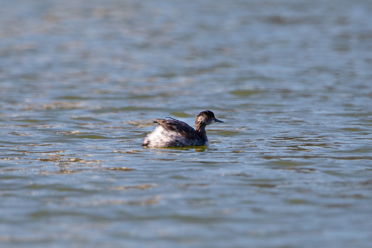 potápka černokrká - ML644603534