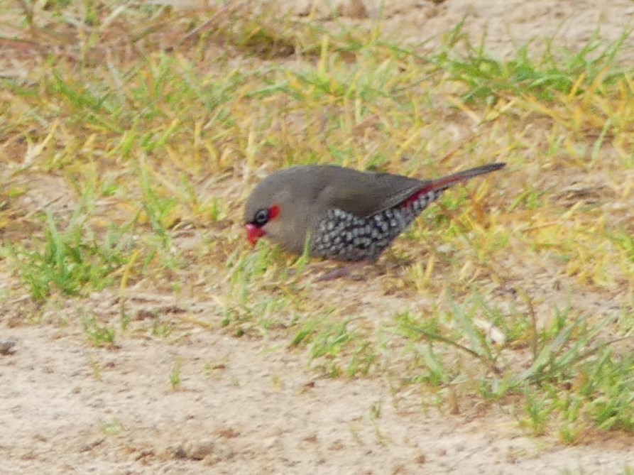 Red-eared Firetail - ML644603535