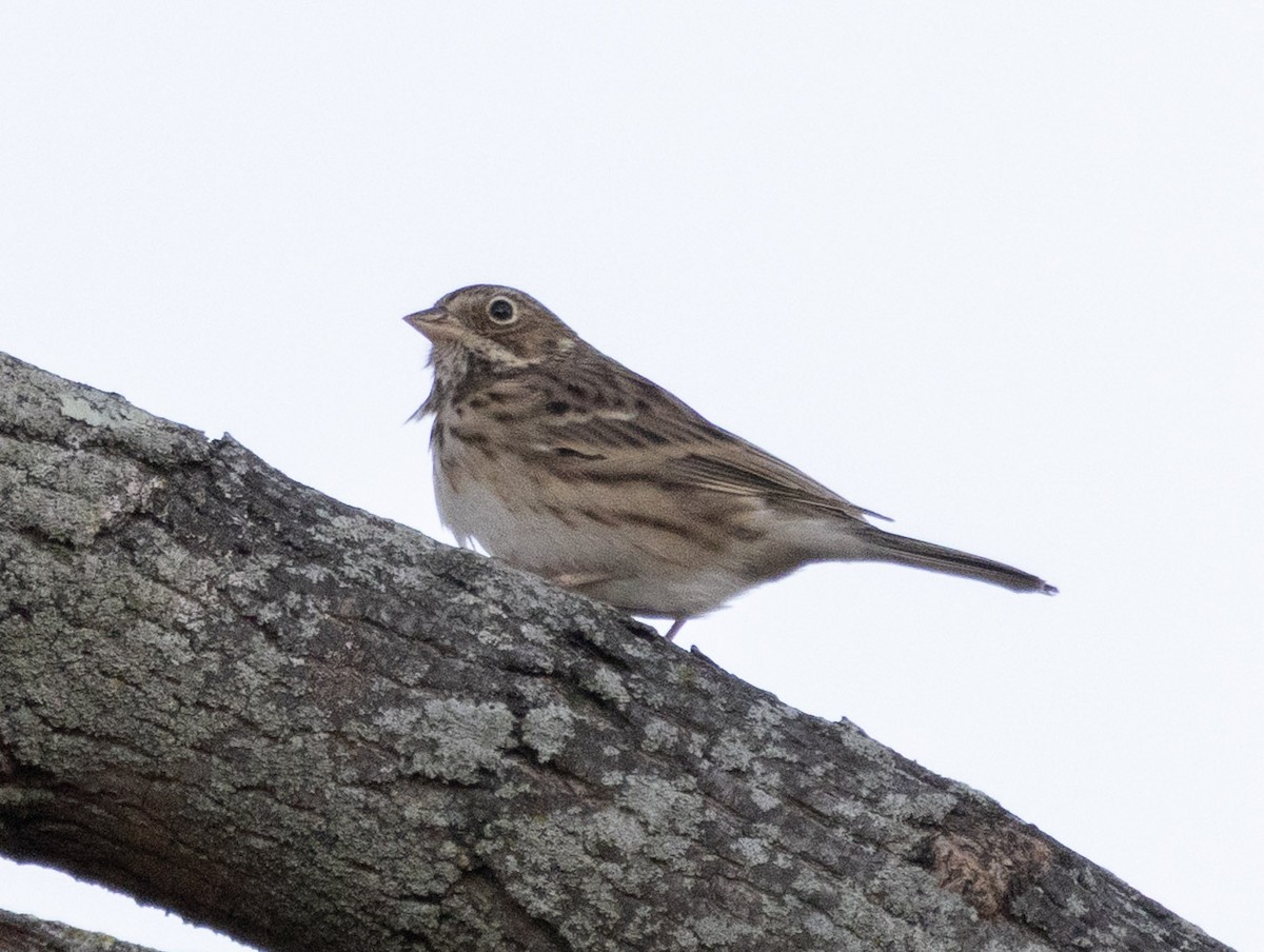 Vesper Sparrow - ML644603542