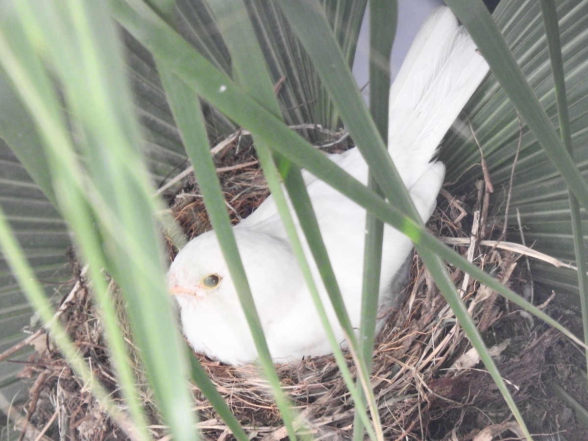 Rufous-bellied Thrush - ML644603546