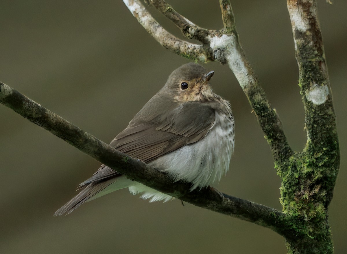 Grive à dos olive - ML644603548