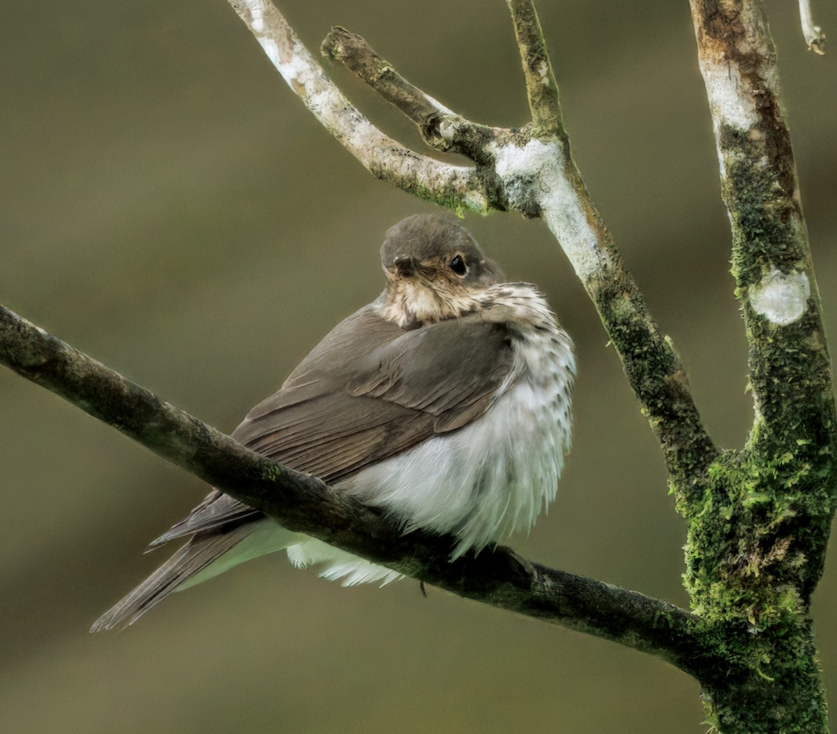 Grive à dos olive - ML644603549