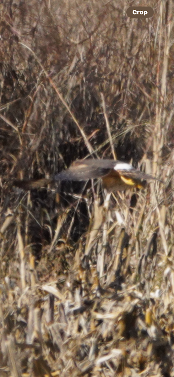 Northern Harrier - ML644603550
