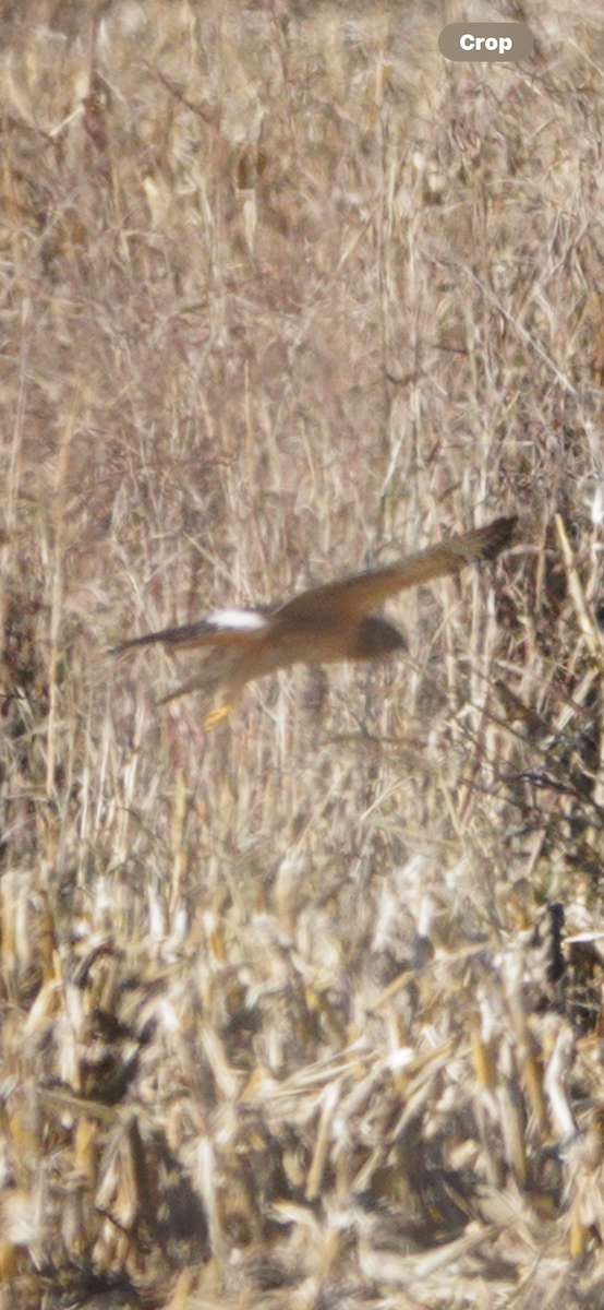Northern Harrier - ML644603551