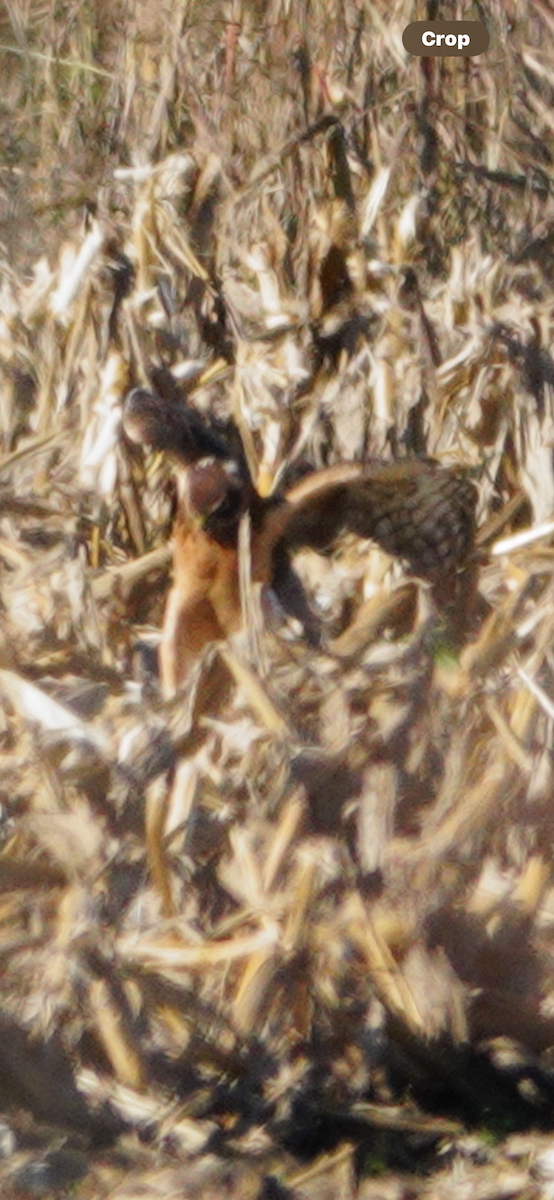 Northern Harrier - ML644603552