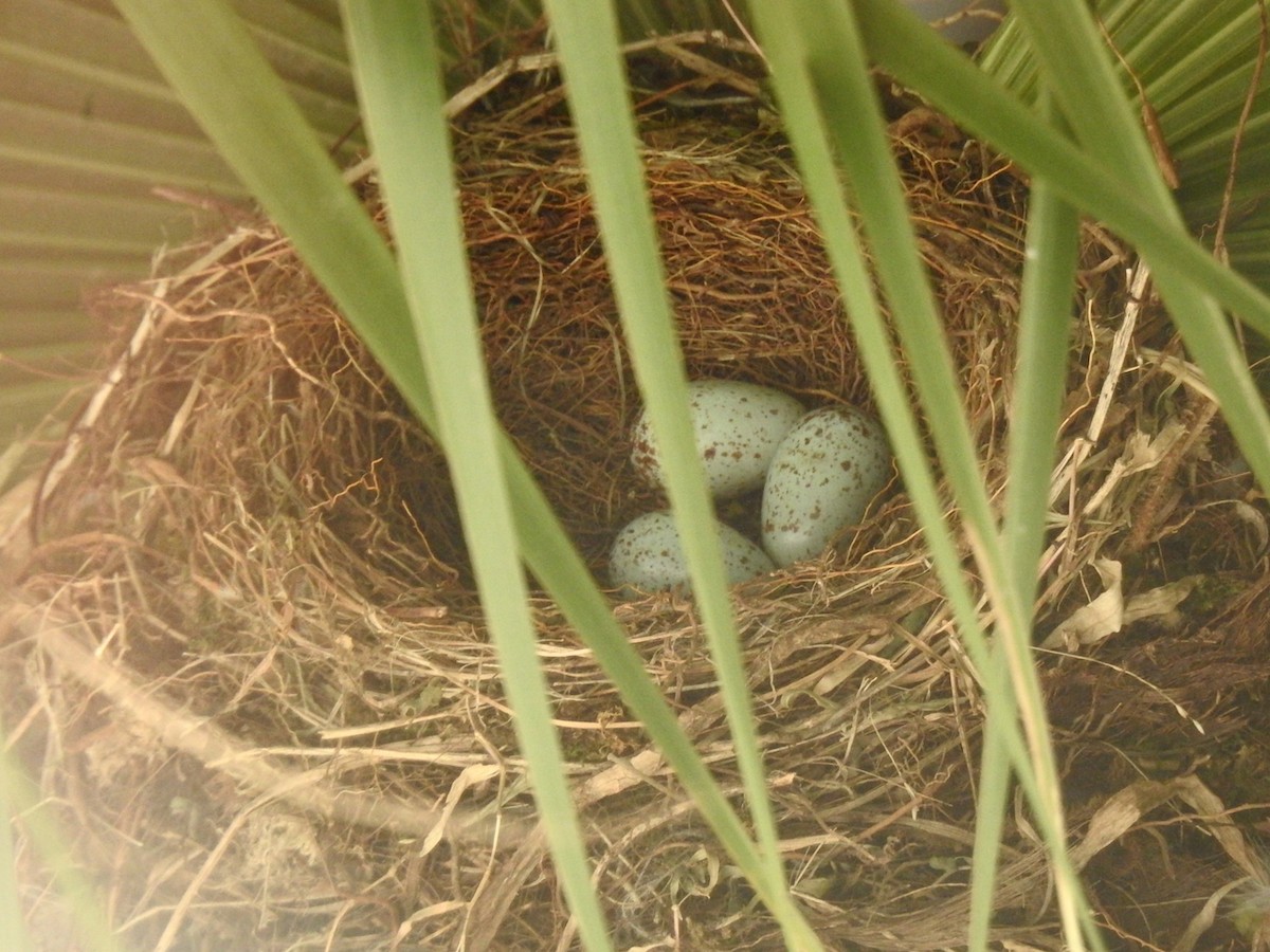 Rufous-bellied Thrush - ML644603554