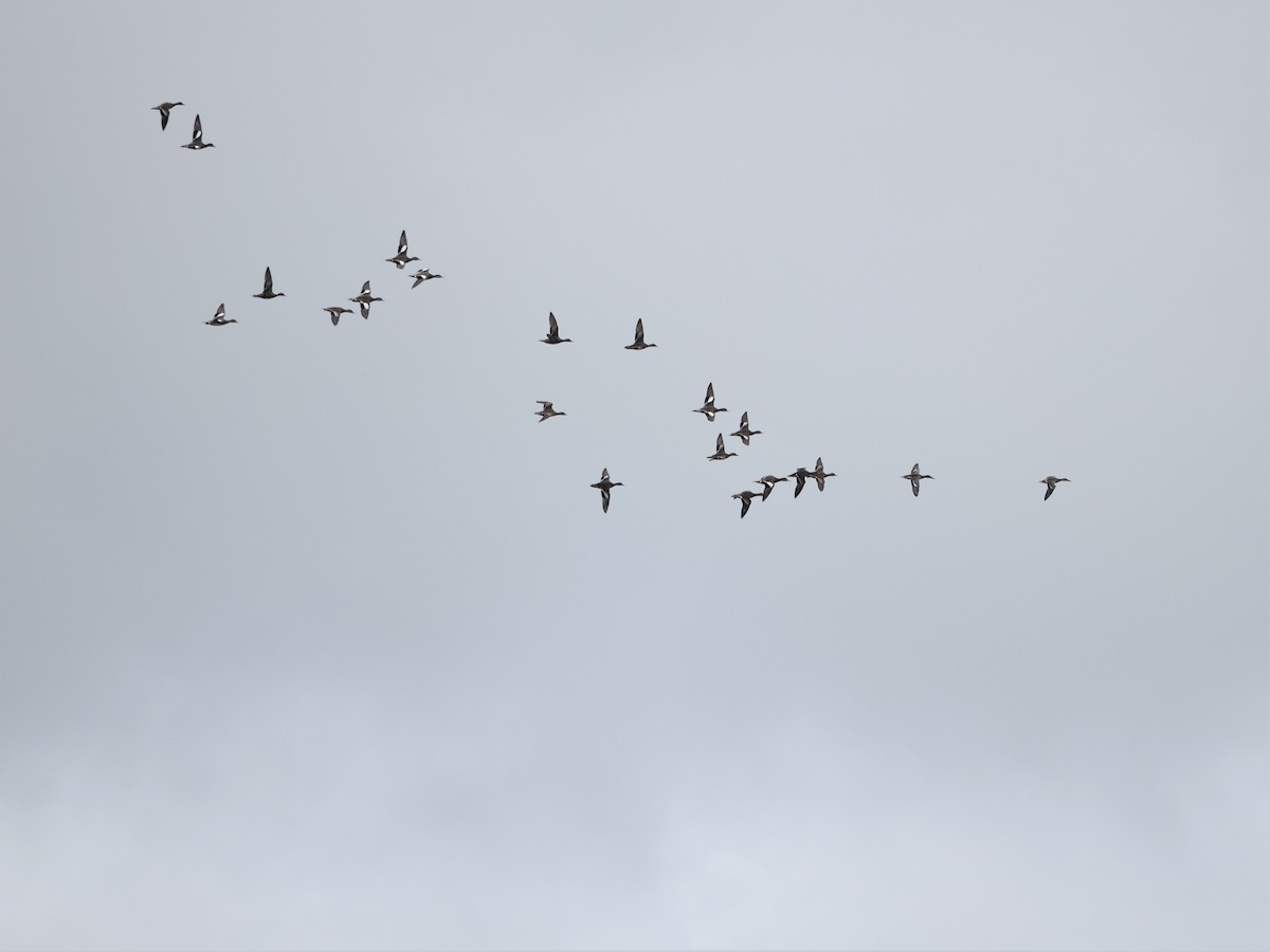 葡萄胸鴨 - ML644603557