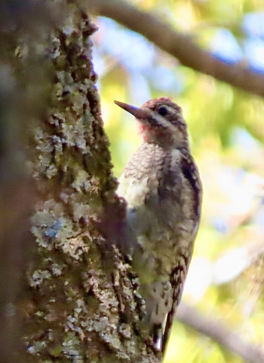 Yellow-bellied Sapsucker - ML644603559