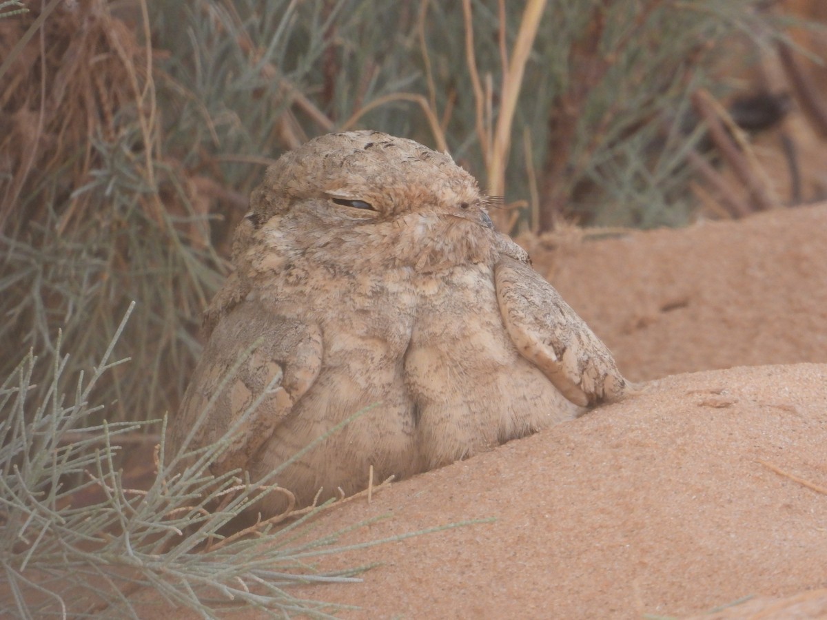 Zata egiptoarra - ML644603560