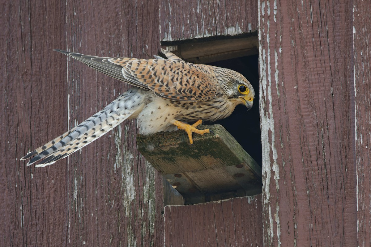 Turmfalke - ML644603561