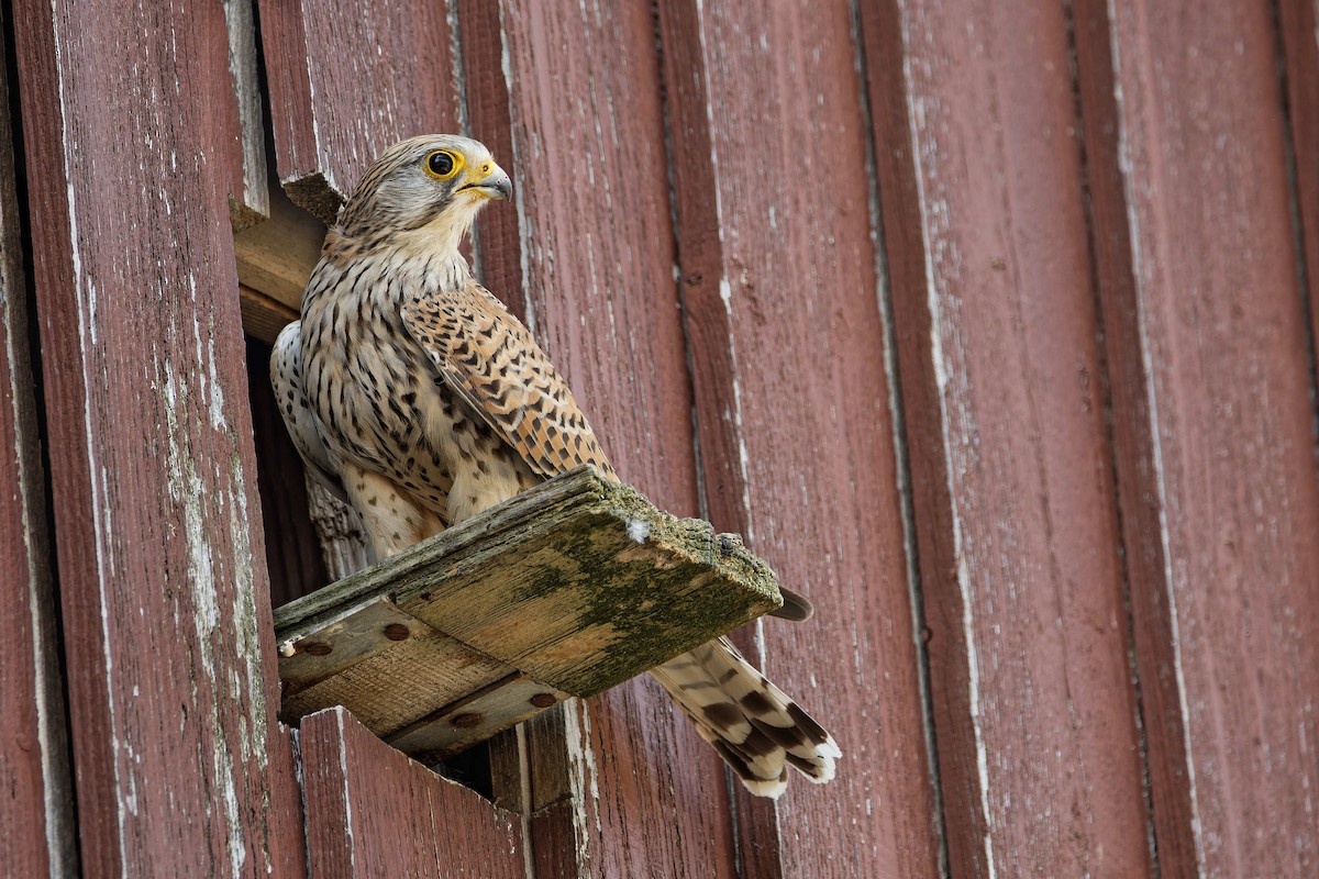 Turmfalke - ML644603562