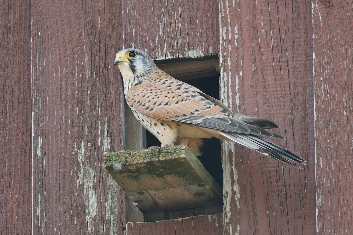 Turmfalke - ML644603563