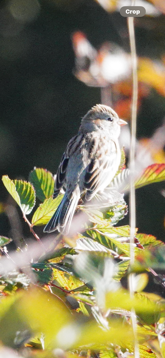 Field Sparrow - ML644603566