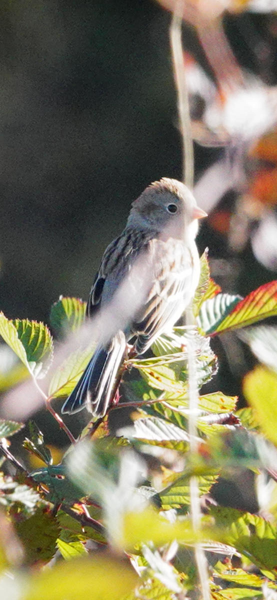 Field Sparrow - ML644603567