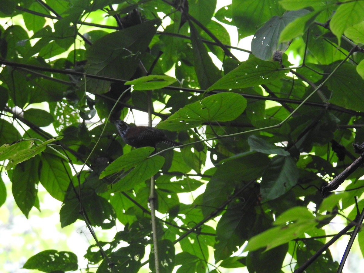 Riverside Wren - ML644603569