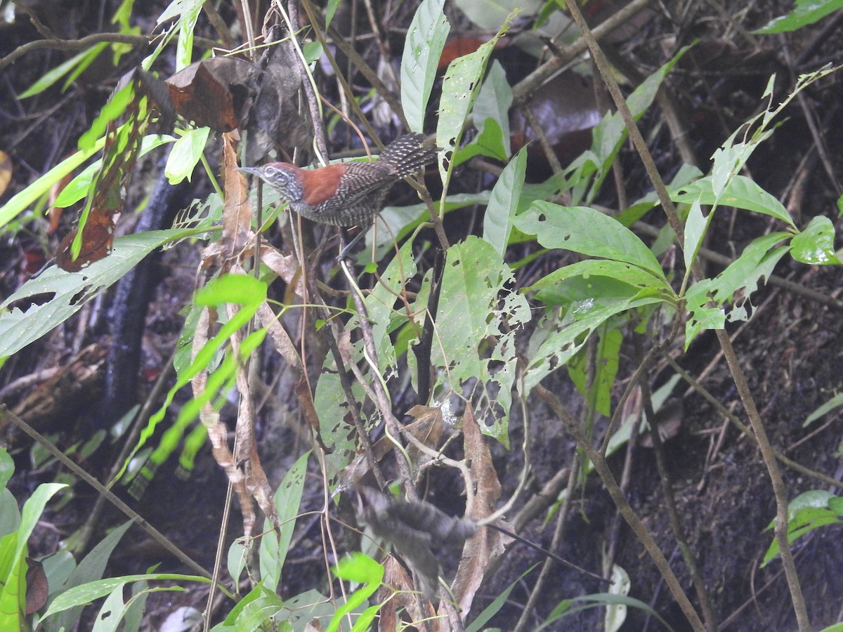 Riverside Wren - ML644603570