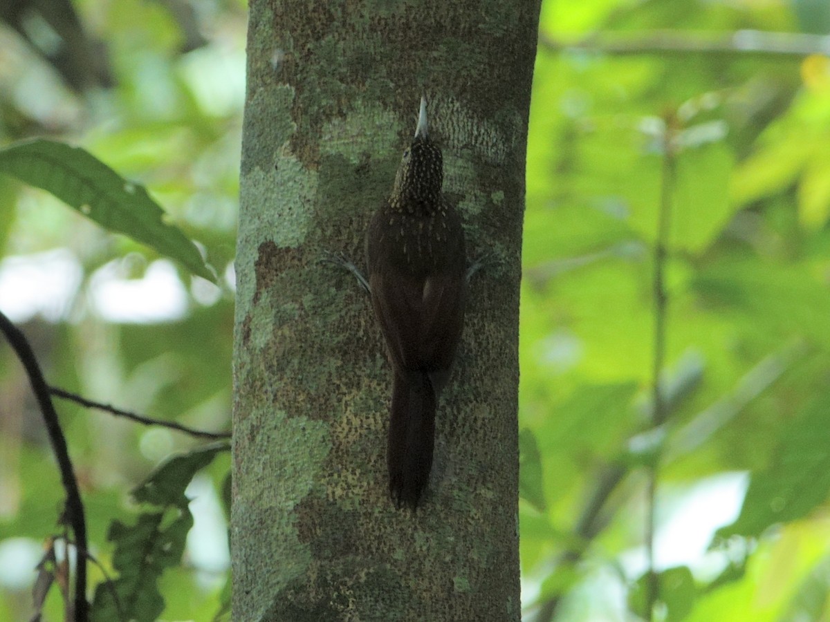 Elegant Woodcreeper - ML644603581