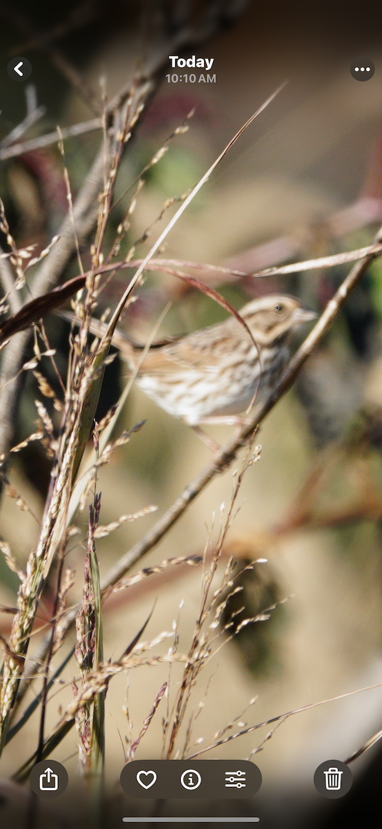 Song Sparrow - ML644603583