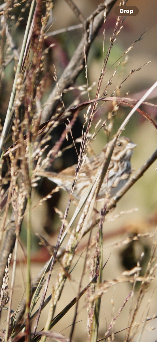 Song Sparrow - ML644603584