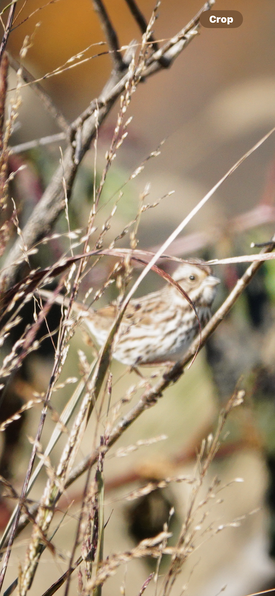 Song Sparrow - ML644603585