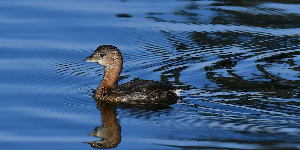 Grèbe à bec bigarré - ML644603586