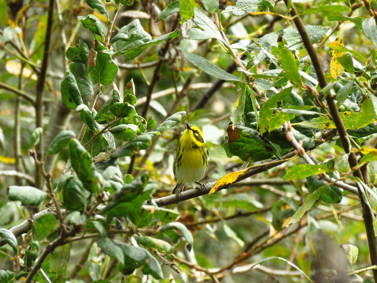 Townsend's Warbler - ML644603593