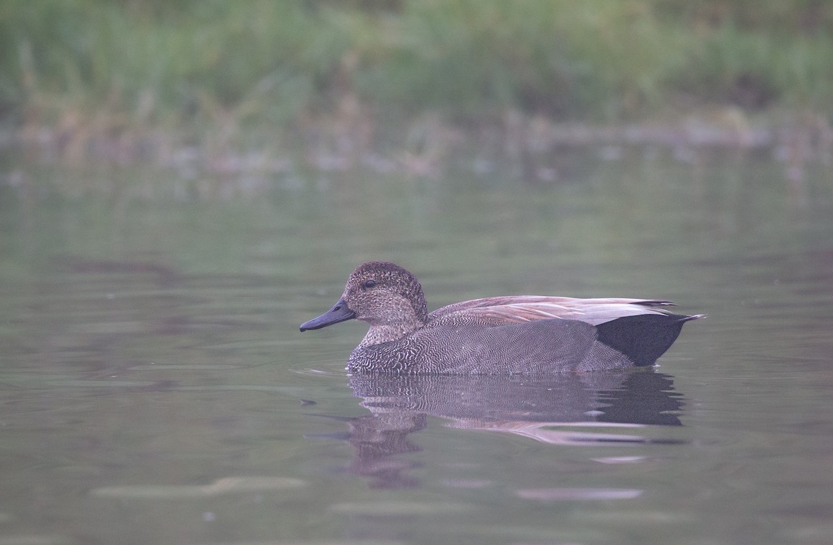 オカヨシガモ - ML644603595