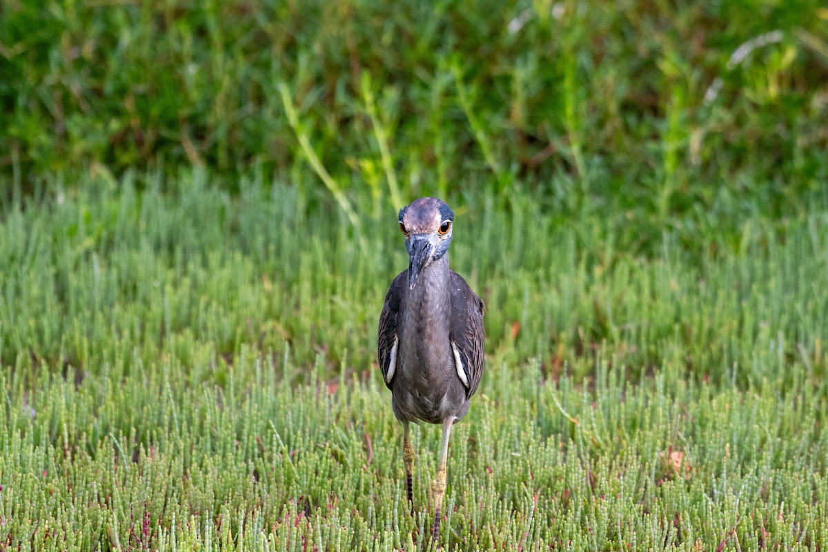 אנפת לילה צהובת-כיפה - ML644603604