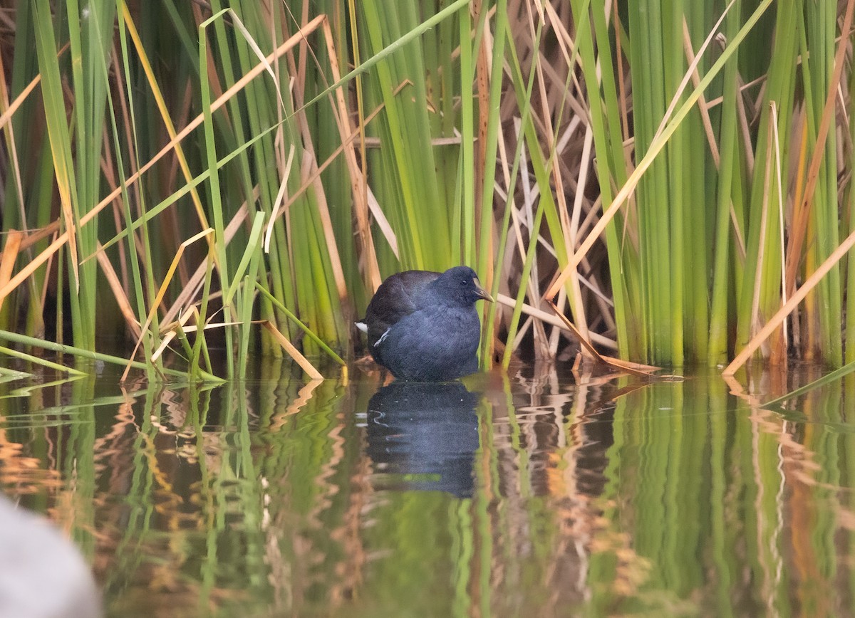 Common Gallinule - ML644603605