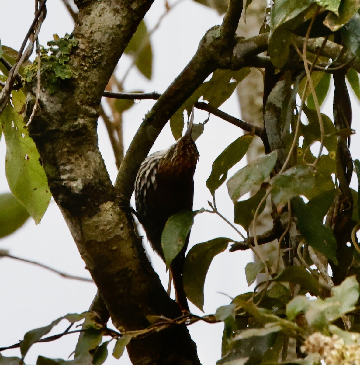 ウロコオニキバシリ - ML644603614