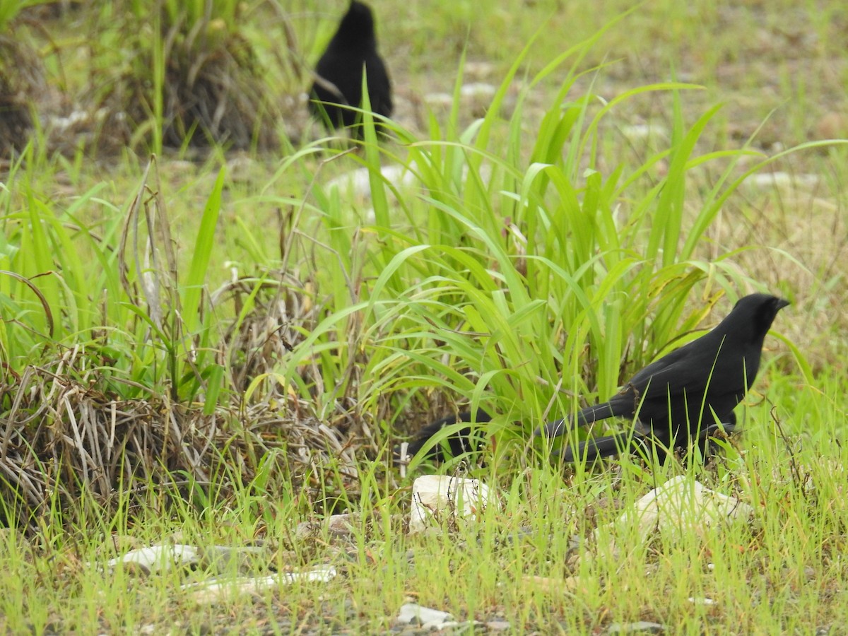 Melodious Blackbird - ML644603616