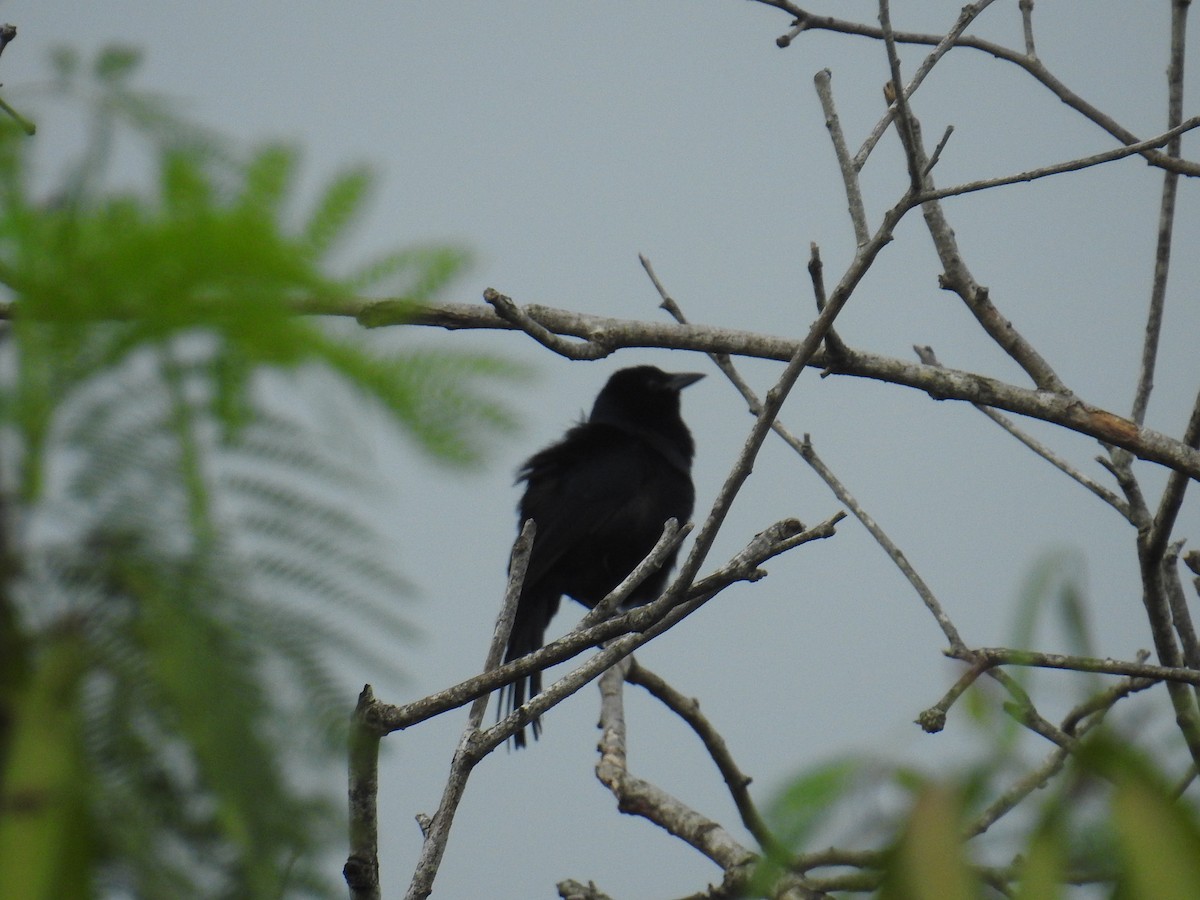 Melodious Blackbird - ML644603617