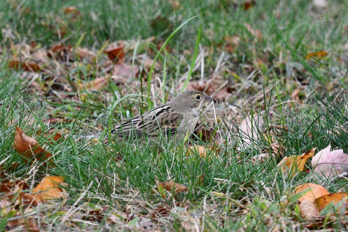 Dickcissel d'Amérique - ML644603668