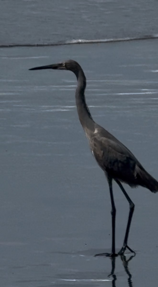 Reddish Egret - ML644603671