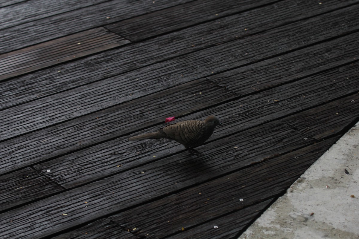 Zebra Dove - ML644603672