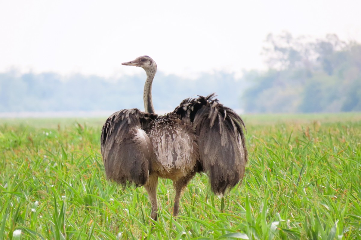 nandu pampový - ML644603679