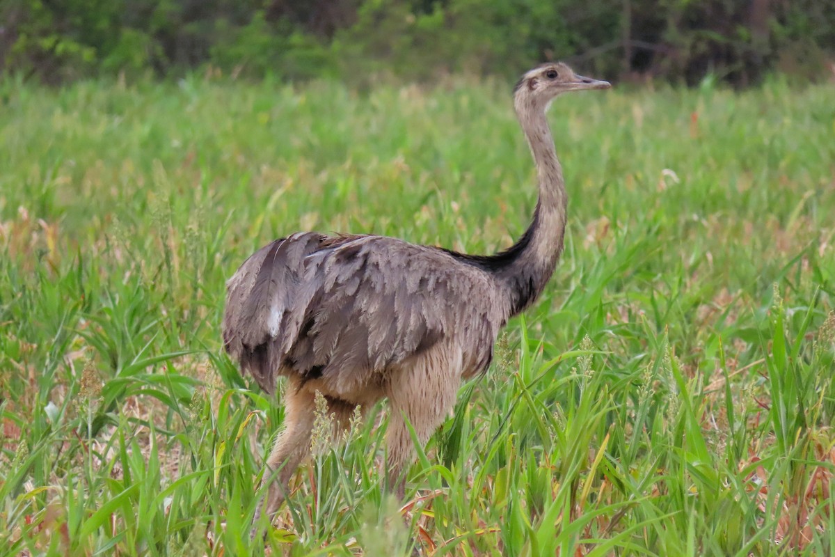 nandu pampový - ML644603680