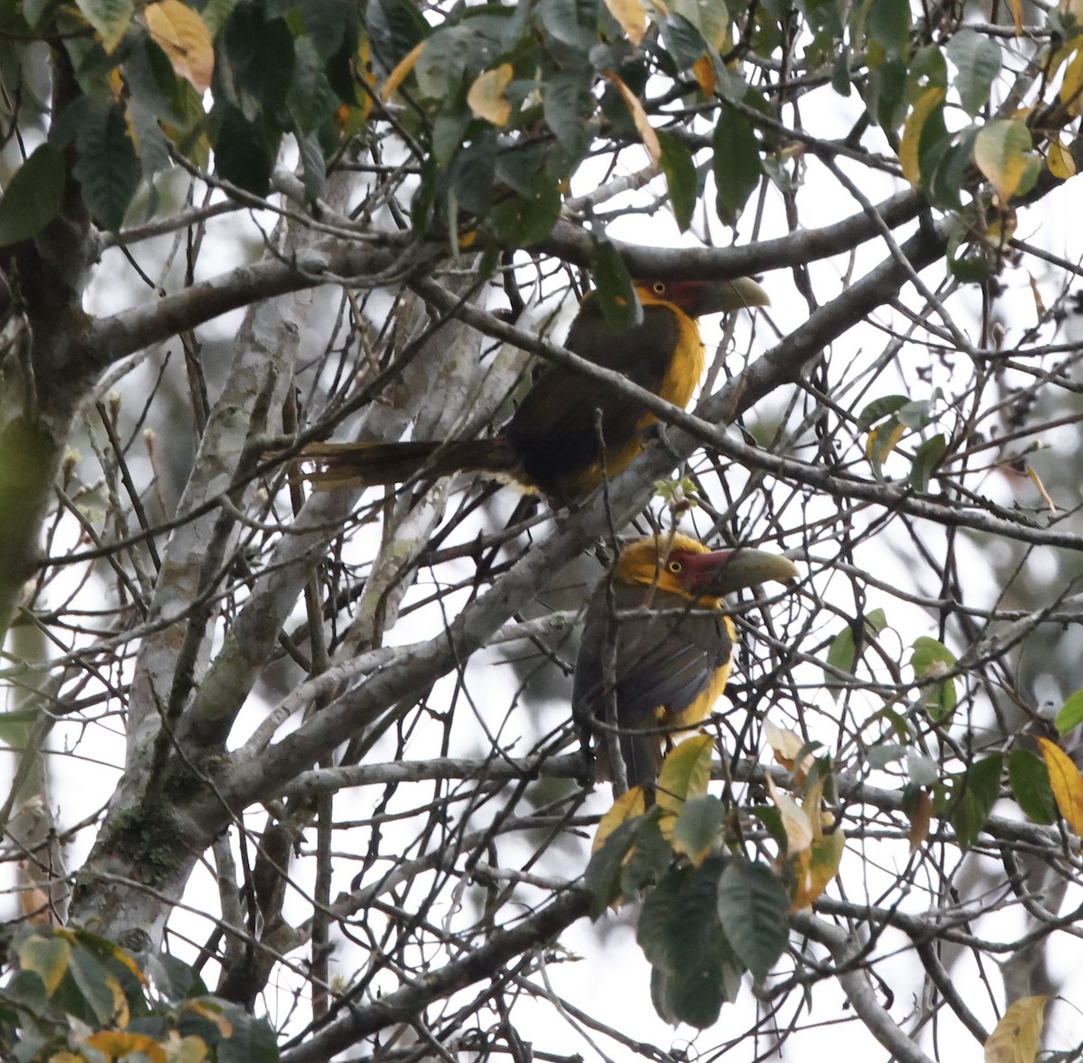 Saffron Toucanet - ML644603682