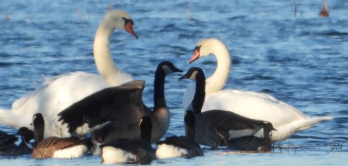 疣鼻天鵝 - ML644603688